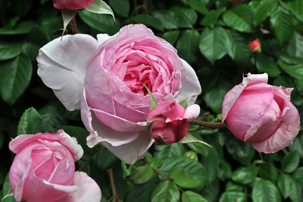 Kiss Me Kate Arborose®