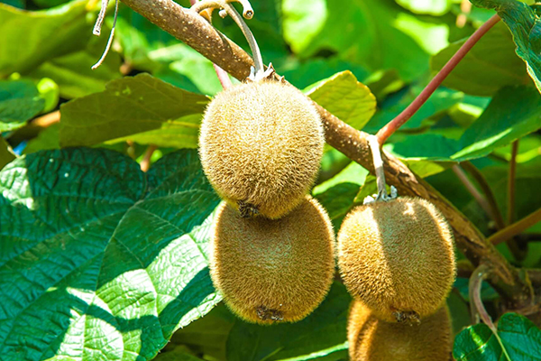 Kiwi Fruit Trees