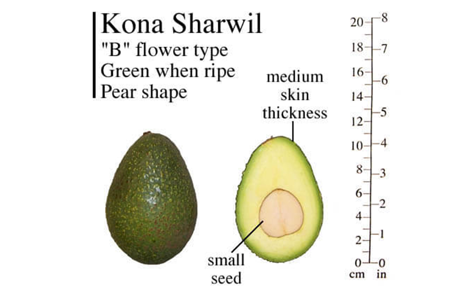 Kona Sharwil Avocado