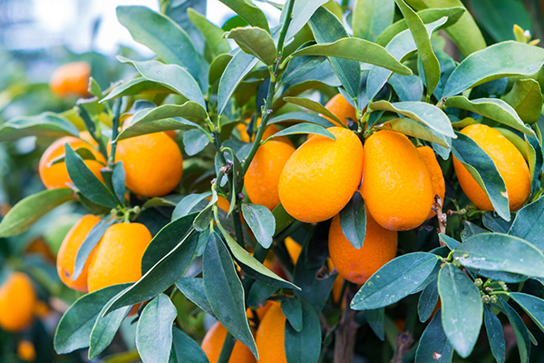 Kumquat Trees