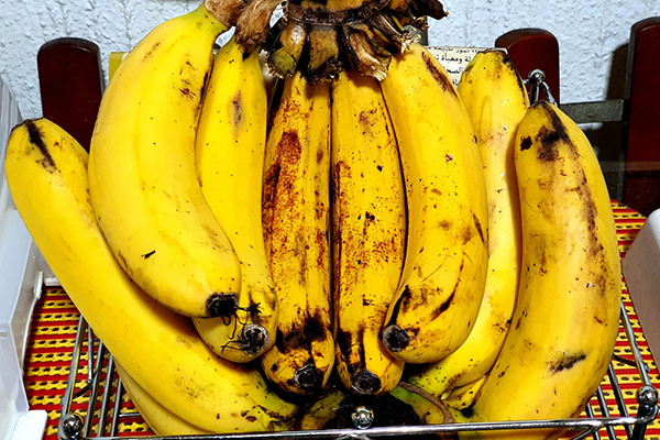 Lacatan Banana