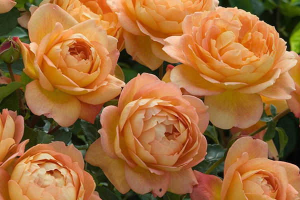 Lady of Shallot English Rose