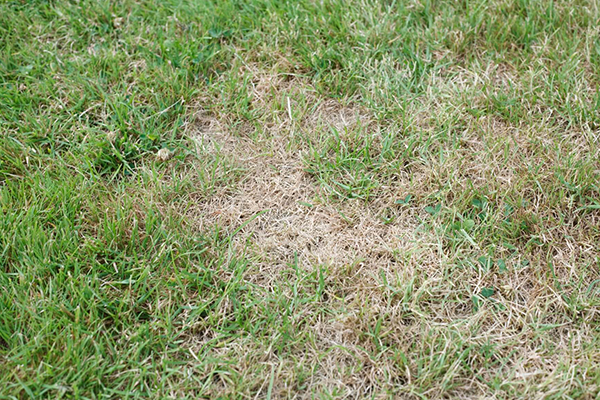 Lawn Insect and Disease Control