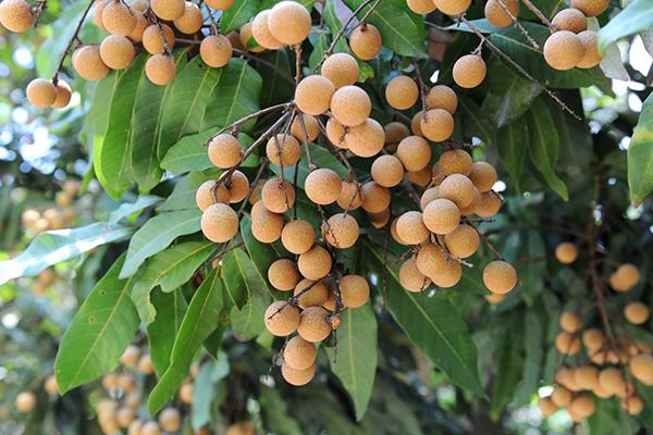 Longan Trees