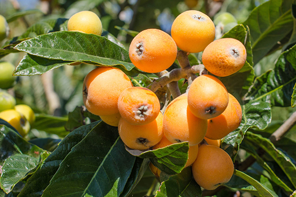 Loquat Trees