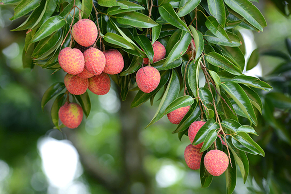 Lychee Trees