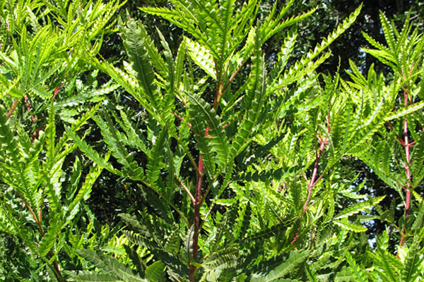 Santa Cruz Island Ironwood