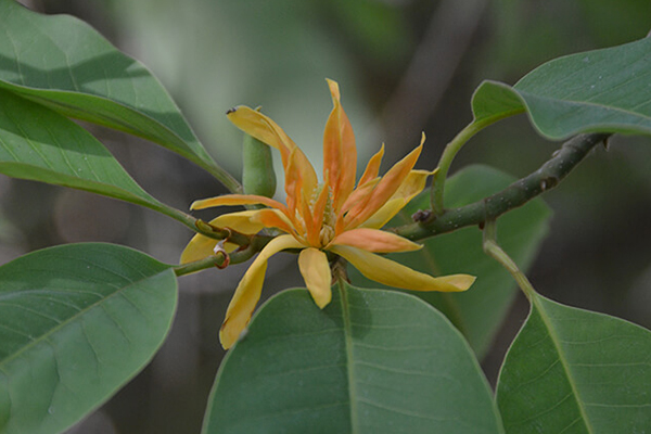 Fragrant Himalayan Champaca