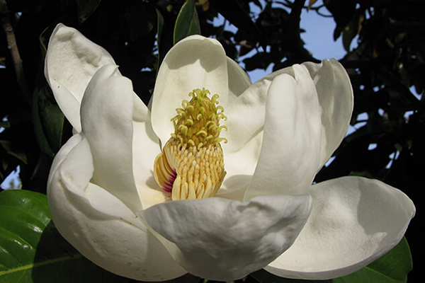 Southern Magnolia