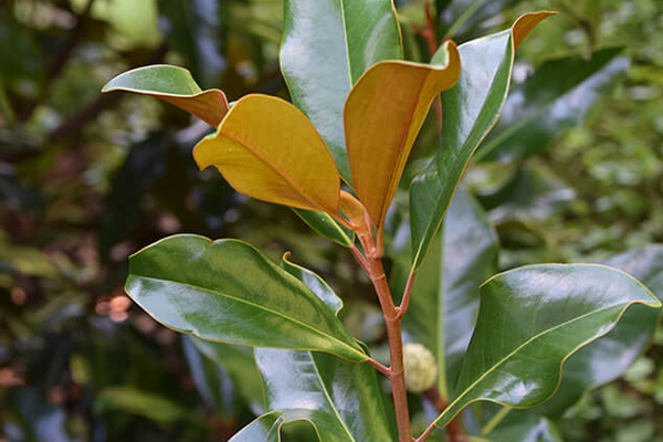 magnolia-grandiflora-brackens-600x400