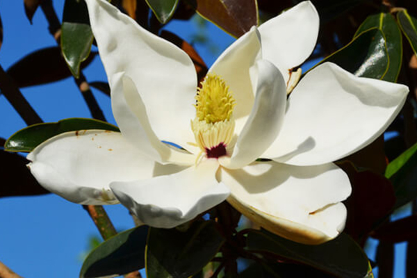 Dwarf Southern Magnolia