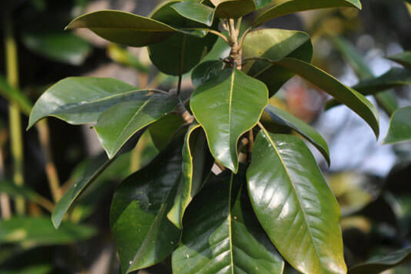 Majestic Beauty Southern Magnolia
