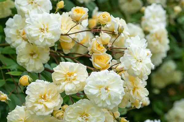 Malvern Hills English Rose