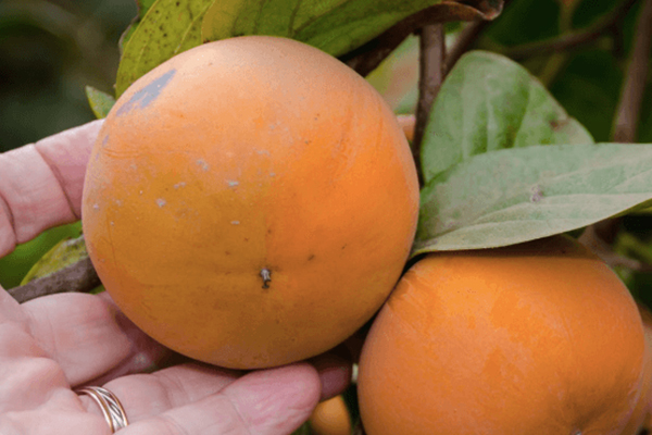 Matsumoto Wase Persimmon Tree