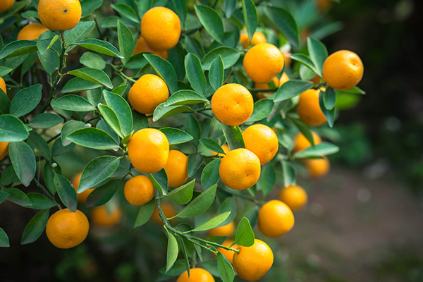 Meiwa Kumquat