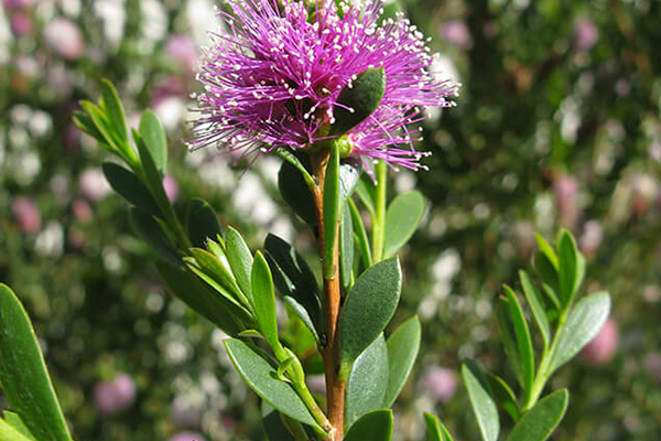 Pink Melaleuca