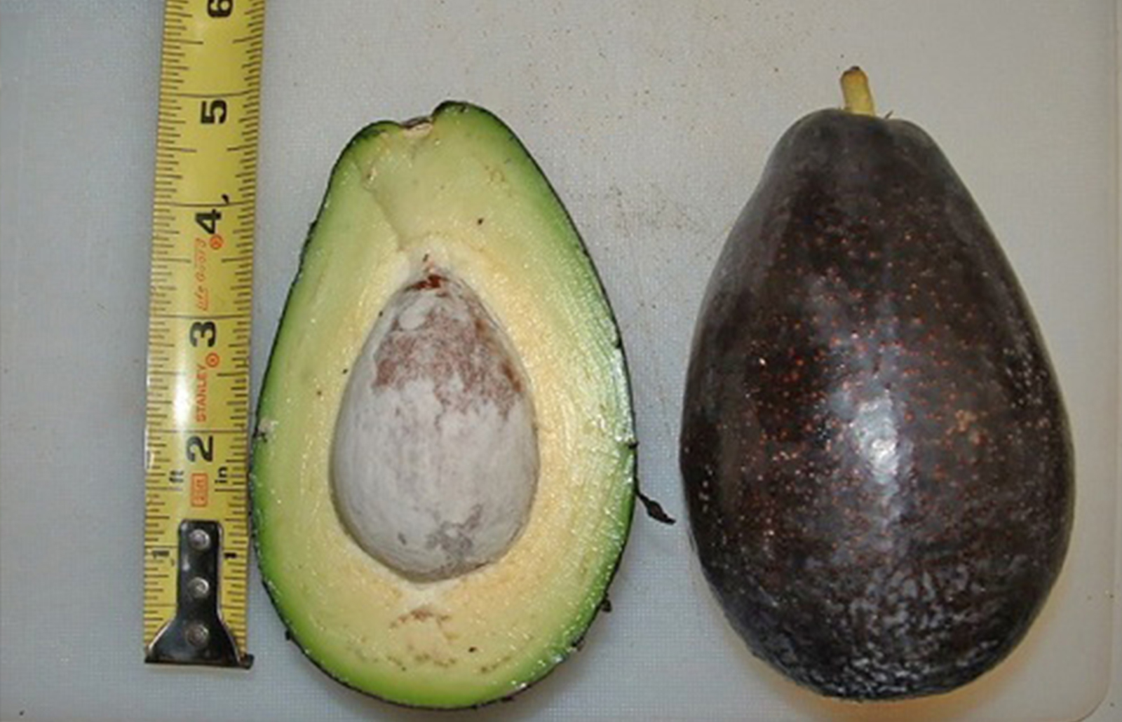 Mexicola Grande Avocado
