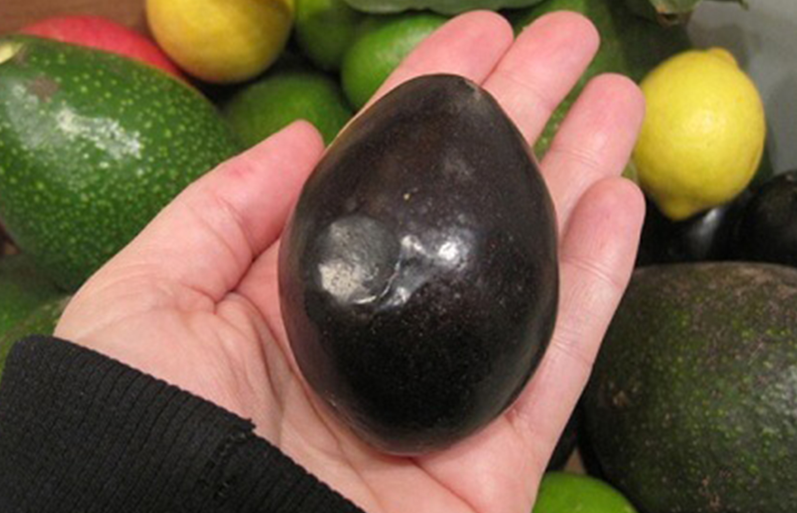 Mexicola Stewart Avocado