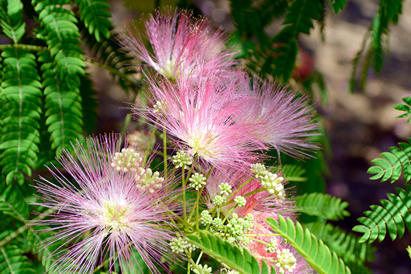 Mimosa Tree