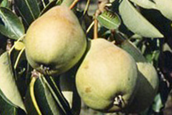Monterey Pear Tree