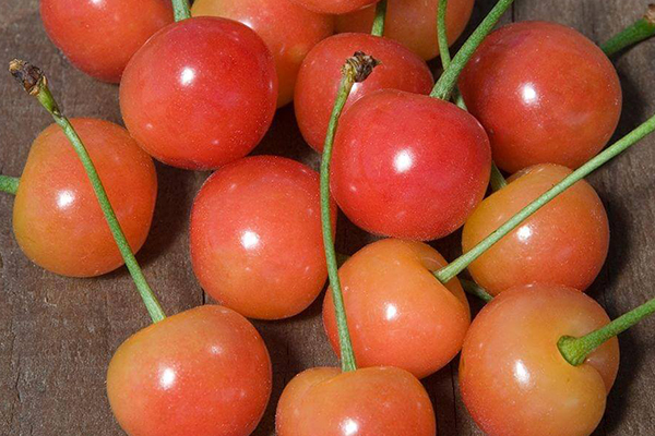 Montmorency Cherry