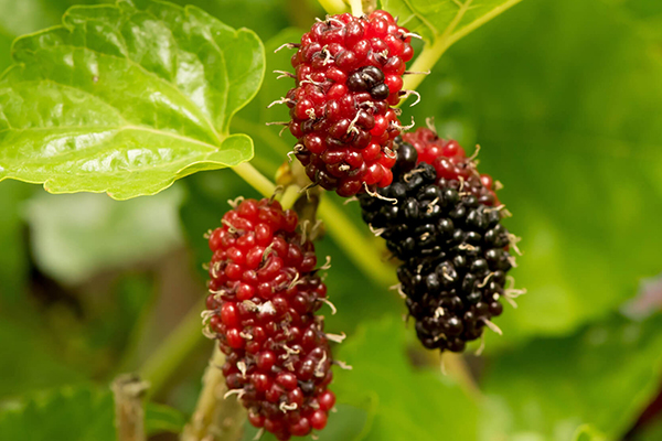 Fruiting Mulberry Trees