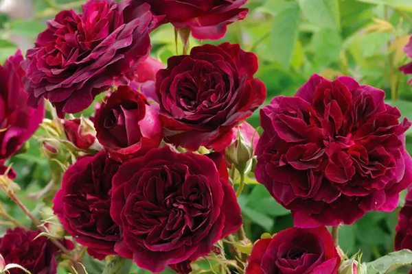 Munstead Wood English Rose