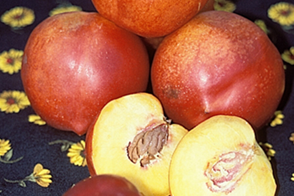 Nectar Babe Nectarine