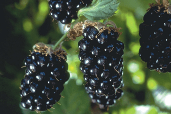 Olallie Blackberry
