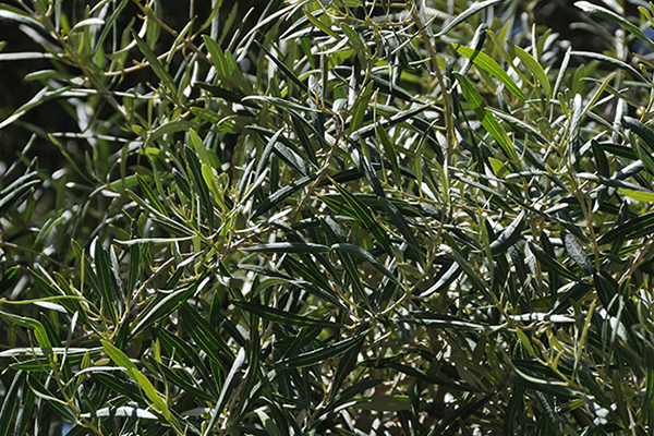 Majestic Beauty Fruitless Olive