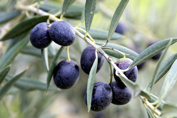 Olive Trees