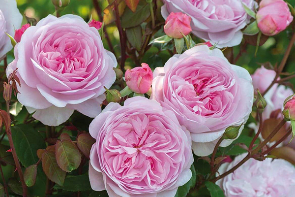 Olivia Rose Austin English Rose