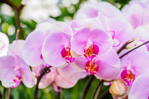 Orchids