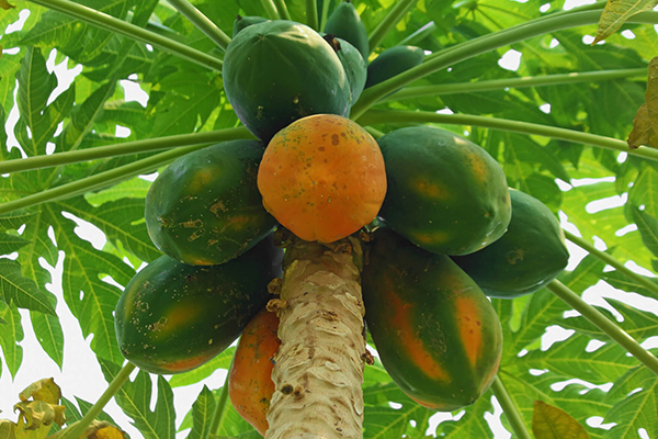 Papaya Trees