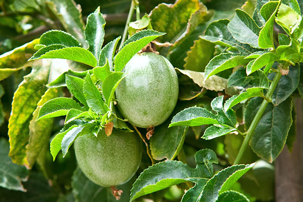 Passion Fruit Trees