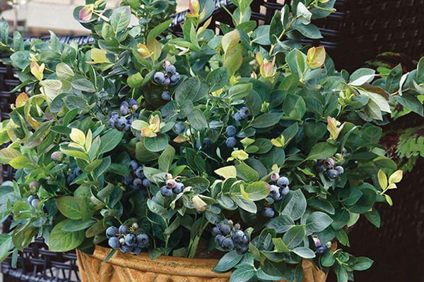 Peach Sorbet® Blueberry