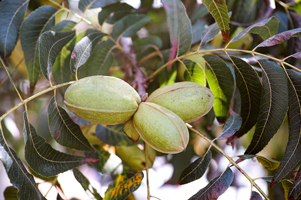 Pecan Trees