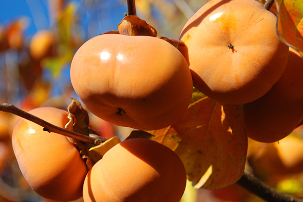 Persimmon Trees
