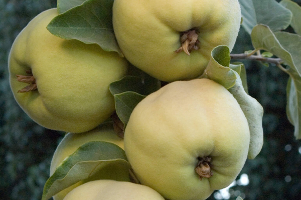 Pineapple Quince