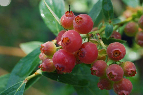 Pink Lemonade Blueberry