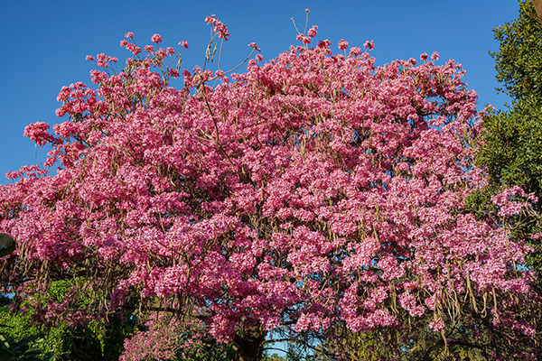 Pink Trumpet Tree