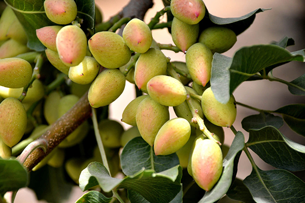 Pistachio Trees