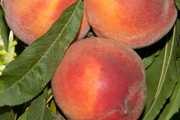 Pix Zee Miniature Peach
