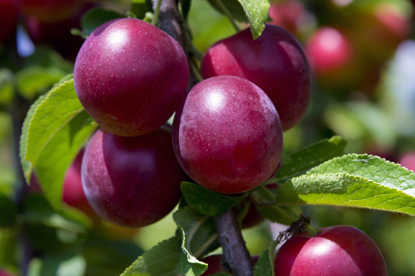 Plum Trees
