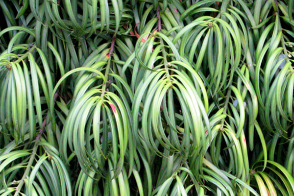 Long-Leafed Yellowwood