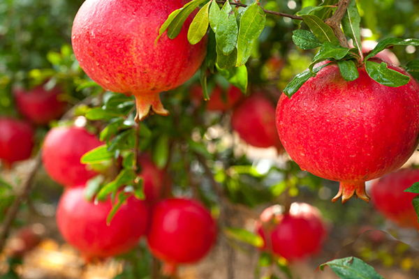 Pomegranate Trees