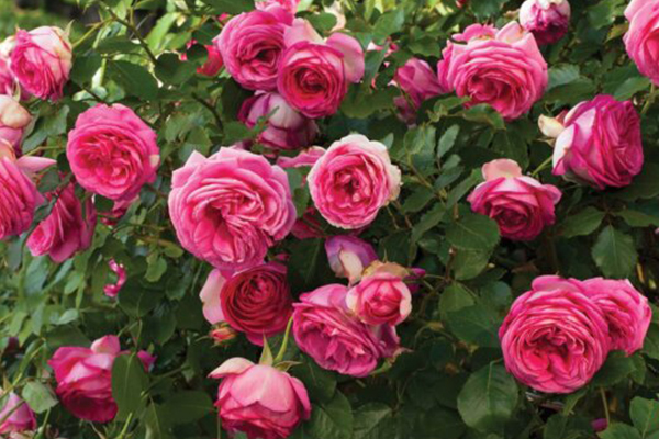 Pretty in Pink Eden®