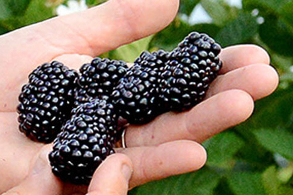 Prime-Ark Freedom Blackberry