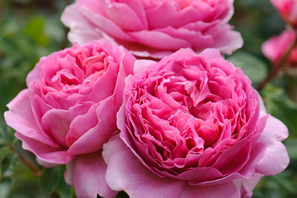 Princess Alexandra of Kent English Rose