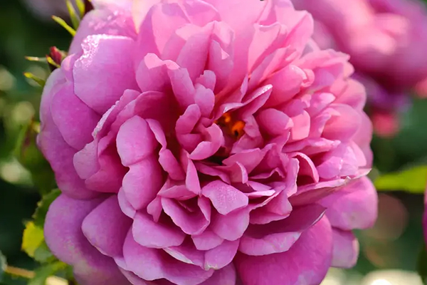 Princess Anne English Rose